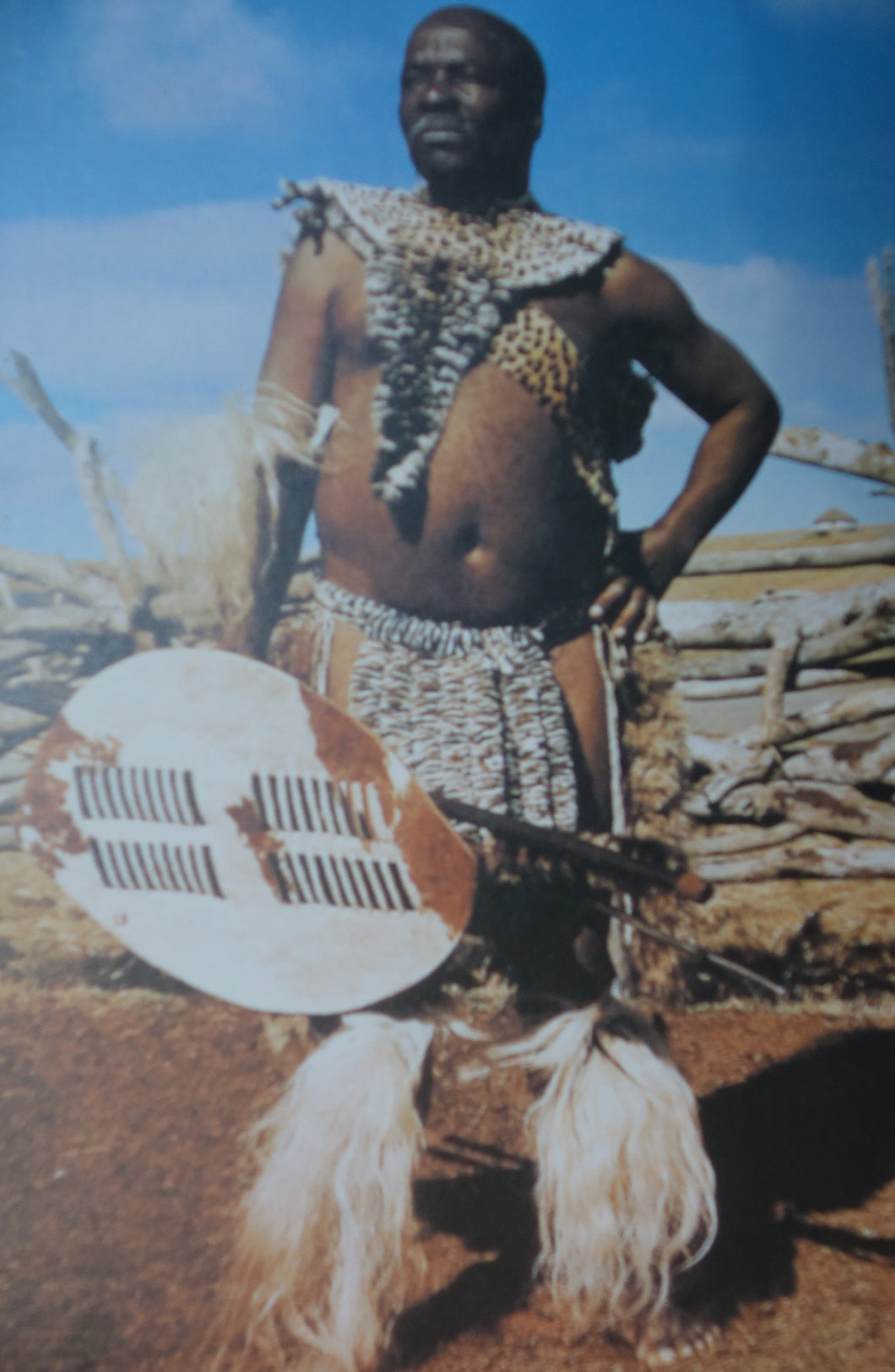 Postcard: Impressive study of a Zulu chief in his leopardskins